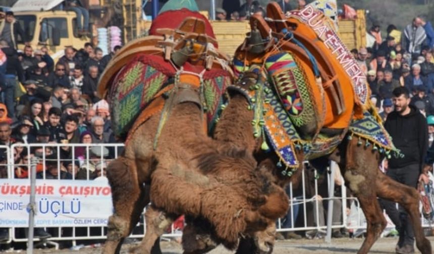 Aydın'da Deve Güreşleri iptal edildi