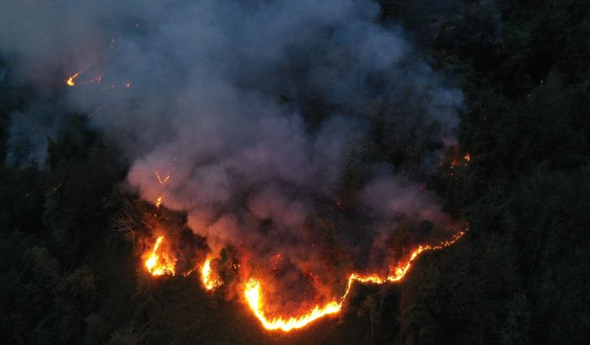 Hopa’daki orman yangını söndürüldü, soğutma çalışmaları sürüyor