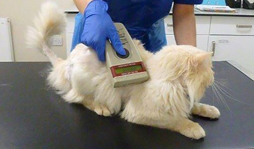 Kedi ve köpeklere mikroçip uyarısı: 31 Aralık son gün