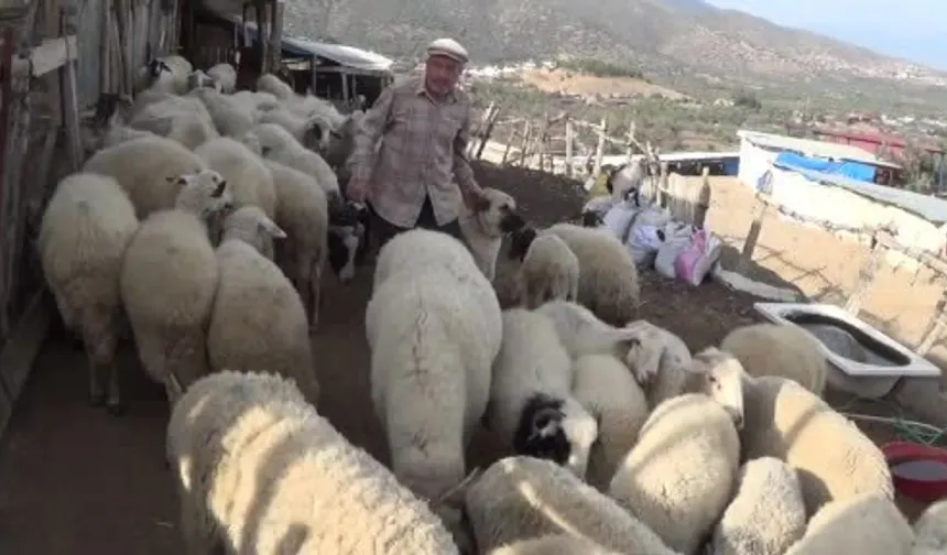 Şap karantinası meraları boşalttı!