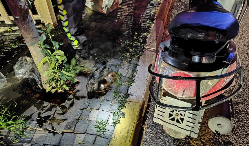 Kuşadası'nda ağaca çarpan alkollü motosikletli yaralandı