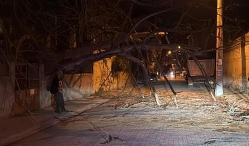 Şiddetli Rüzgâr Çam Ağacını Yola Düşürdü!