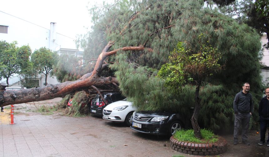 Efeler'de dev çam ağacı park halindeki araçların üzerine devrildi