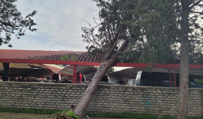 Efekent Pazaryeri’nde devrilen ağaç korkuttu