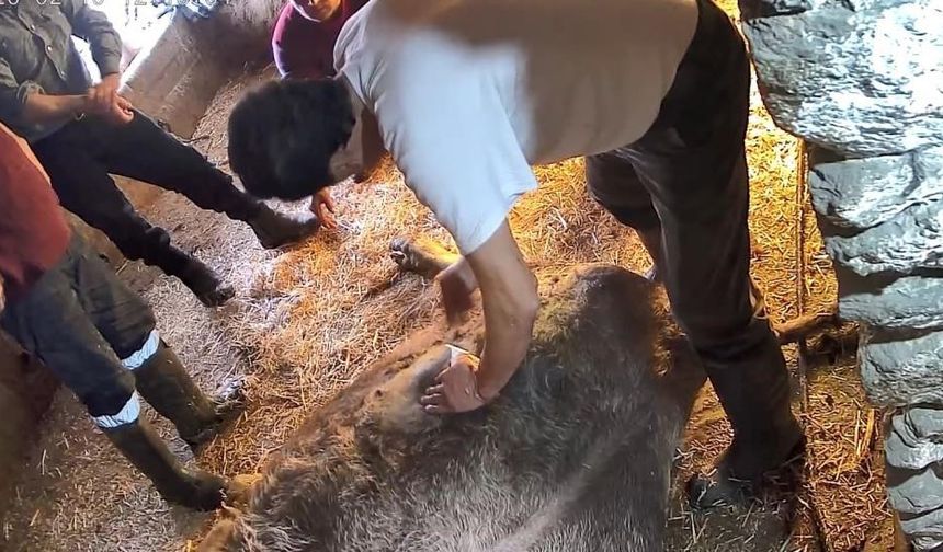 Ekmek bıçağıyla ineği sezaryen yapan S.T: Tuzağa düşürüldük