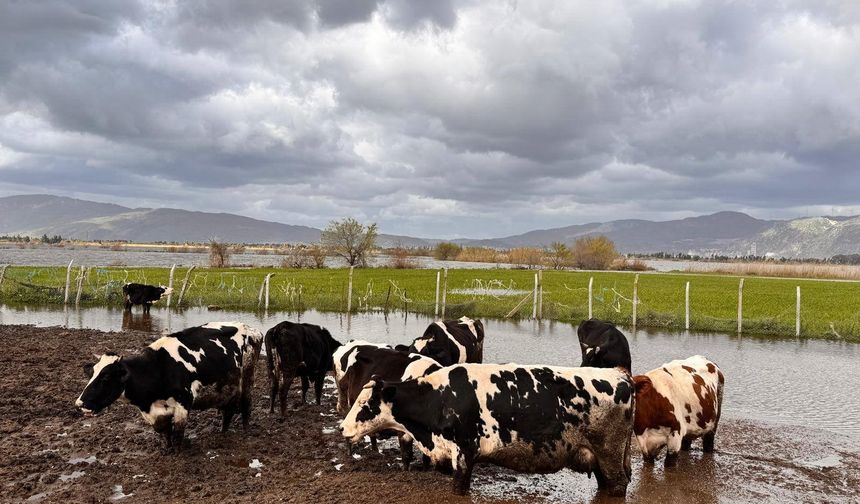Söke Ovası'nda yağış sonrası zarar tespit çalışmaları