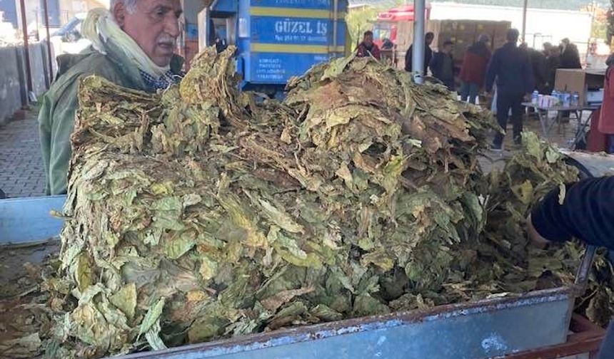 Karacasu'da tütün üreticisi fiyatlardan dertli