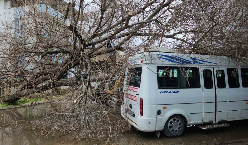 Çine'de dut ağacı minibüsün üstüne devrildi