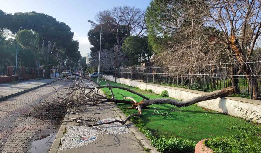 Efeler'de çürüyen ağaç yola devrildi, facia ucuz atlatıldı