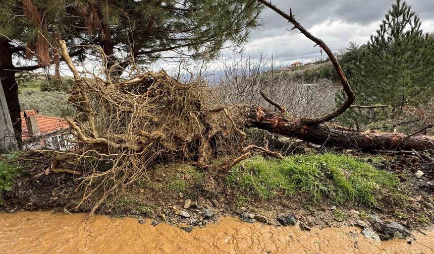 Karacasu'da aşırı yağışlar sonrası toprak kaydı, ağaçlar devrildi