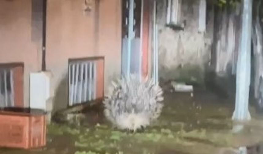 Yenipazar'da nesli tükenmekte olan oklu kirpi kameraya yansıdı