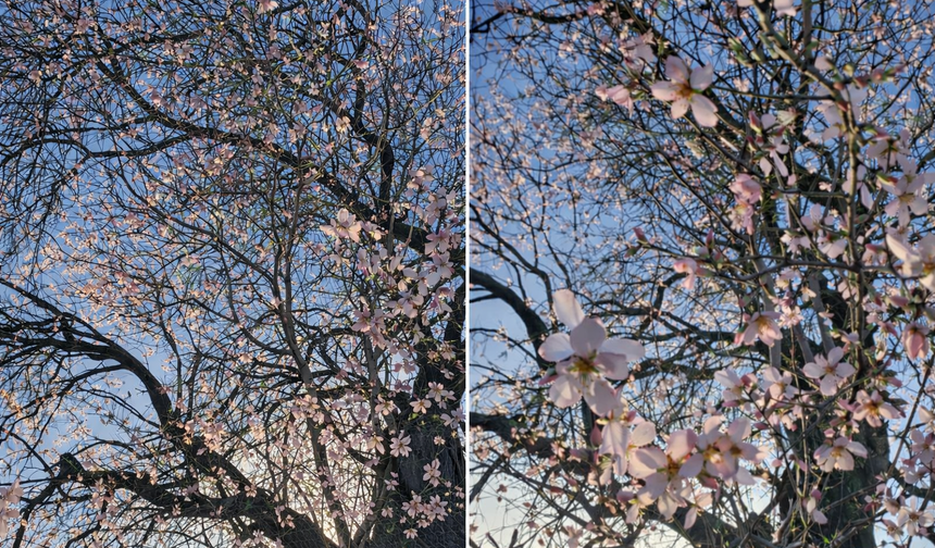Aydın’da badem ağaçları erken çiçek açtı