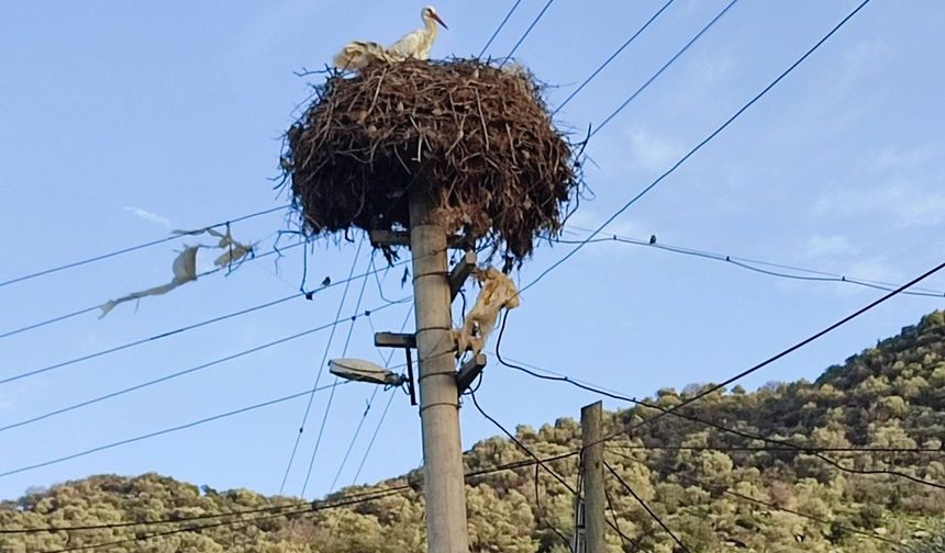 Aydın’da baharın habercisi: İlk leylek Pamukçular’da görüldü