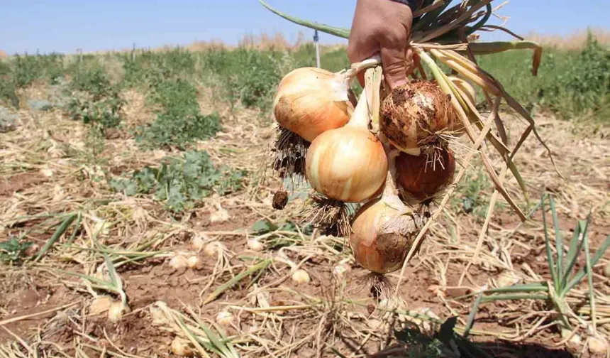 Minik öğrenciler ders saatinde tarlada soğan topladı