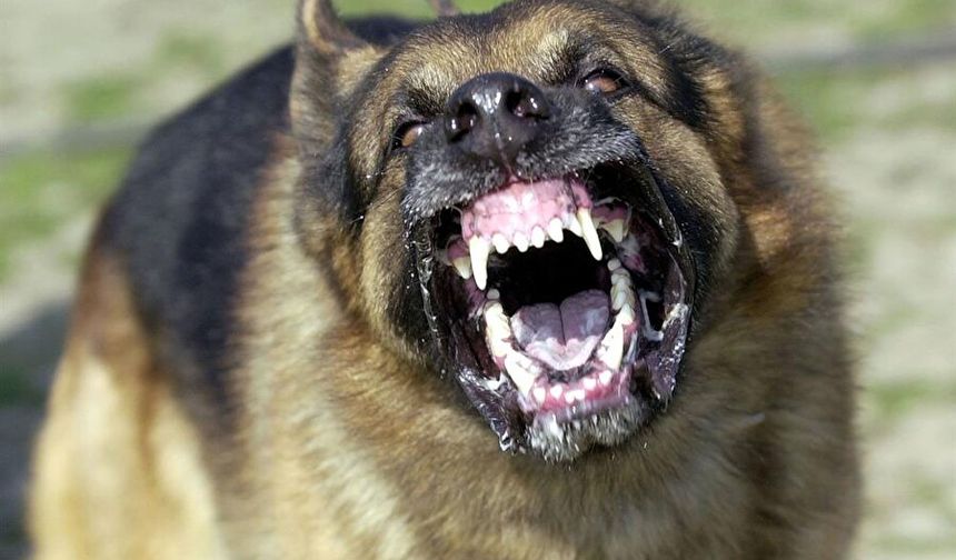 Bozdoğan'da sahipli köpek dehşeti