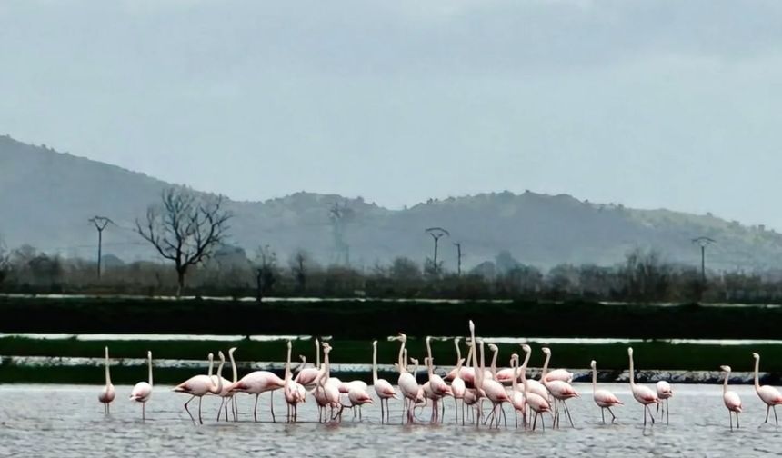 Koçarlı’da göle dönen tarlalara flamingolar indi