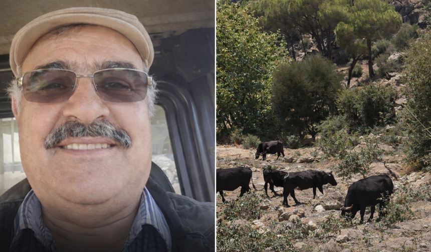 İneklerini bulana 100 bin lira ödül