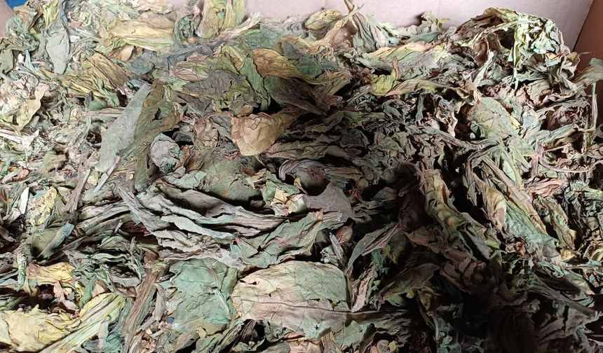 Karacasu’da tütün üreticileri isyanda