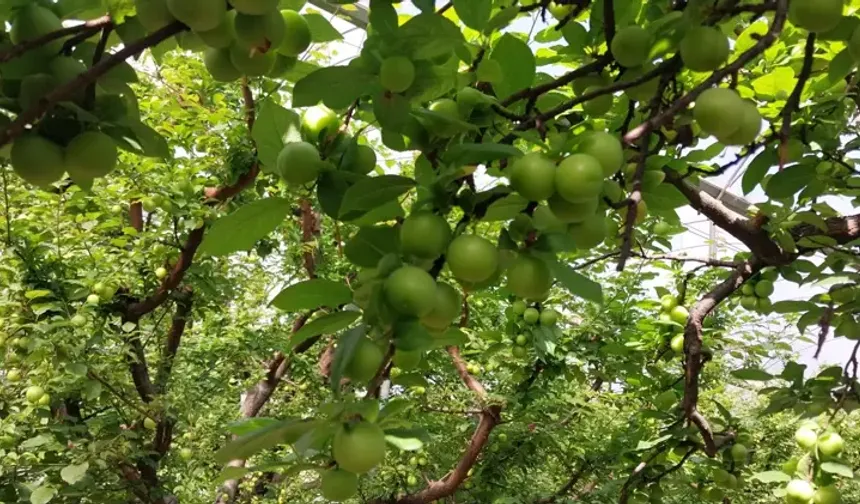 Hasat sezonu başladı, kilosu 4 bin TL’den satıldı