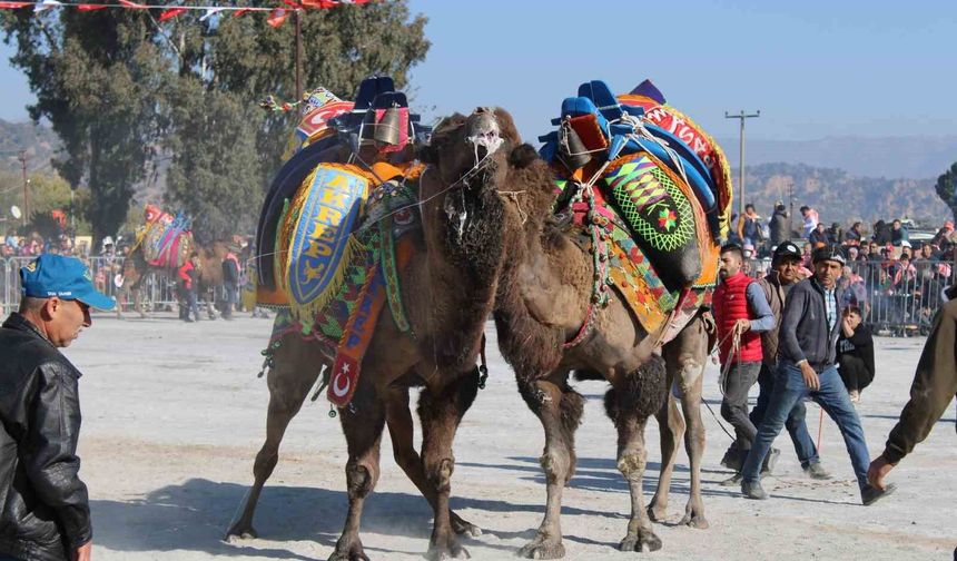 Deve güreşlerinde, 'Bu sene mangal yakılmayacak, basın mensupları dışarıya çıkarılacak'