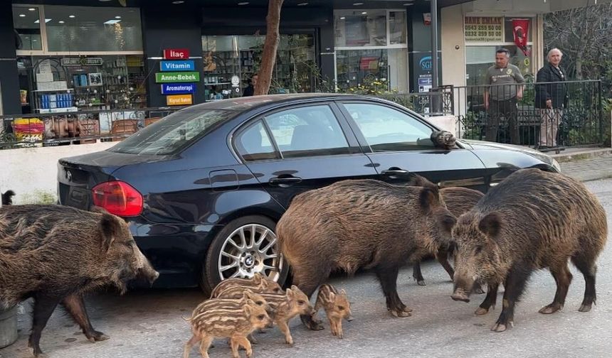 İzmir’de yaban domuzları gündüz vakti sokaklarda yiyecek aradı