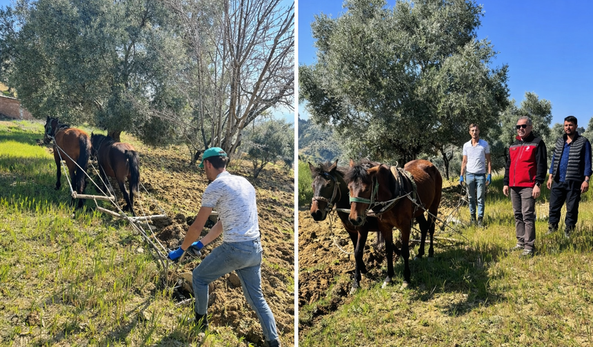 Traktörün giremediği zeytinlikte üretim atlarla sürüyor