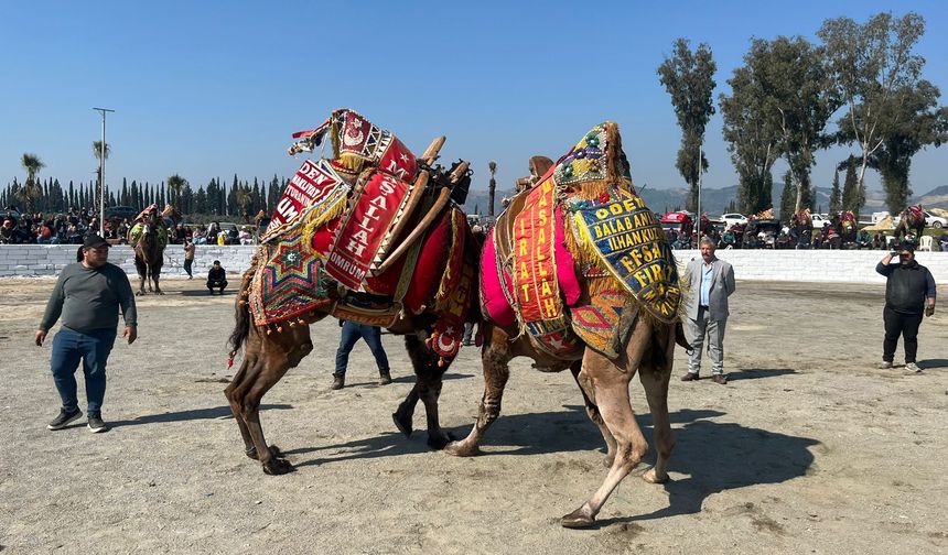 İncirliova’da hasret bitti, develer arenada boy gösterdi