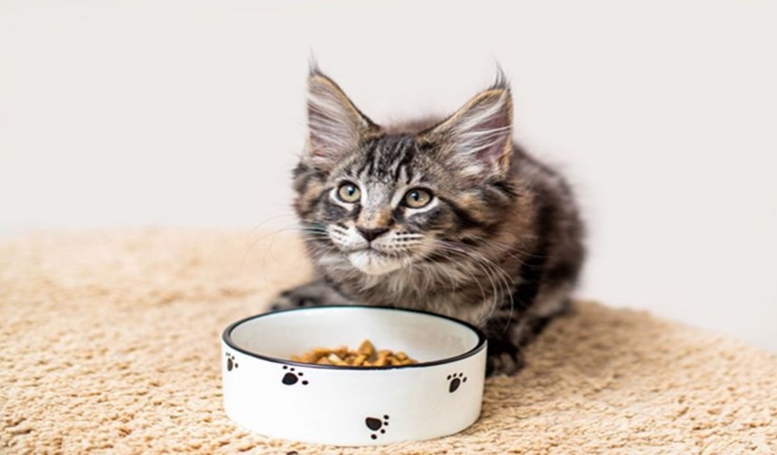 Urinary Kedi Maması Nedir? İdrar Yolu Sağlığı İçin Özel Beslenme