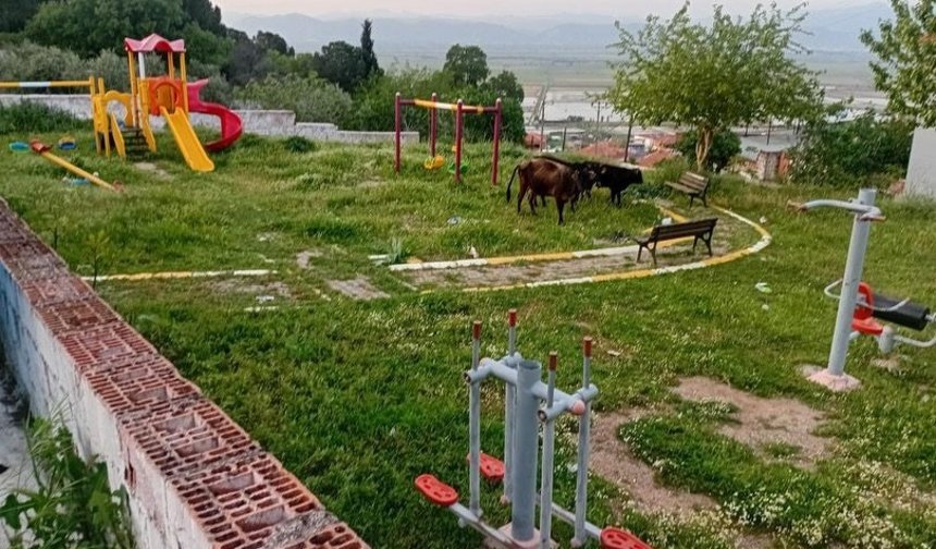 Koçarlı’da Tersine Dünya: Çocuklar Sokakta, İnekler Parkta