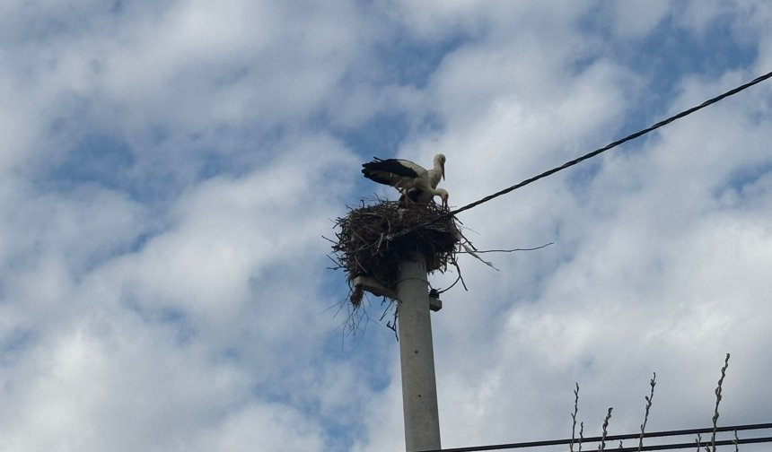 Bozdoğan'da baharın müjdecisi leylekler yuvalarına döndü