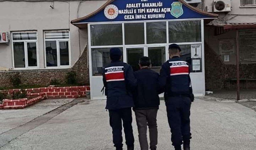 Sera içerisinde 208 kök kenevir ele geçirildi
