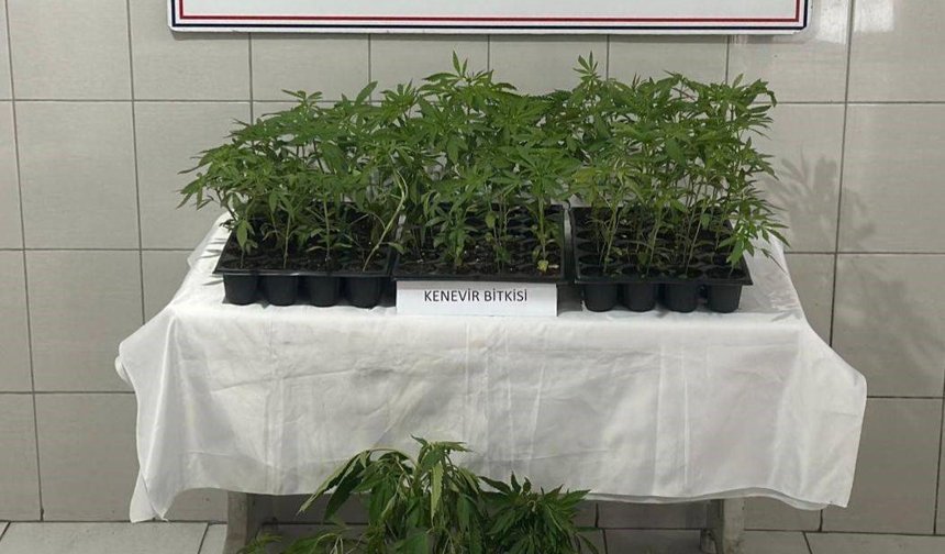 Bozdoğan'da 174 kök kenevir ele geçirildi