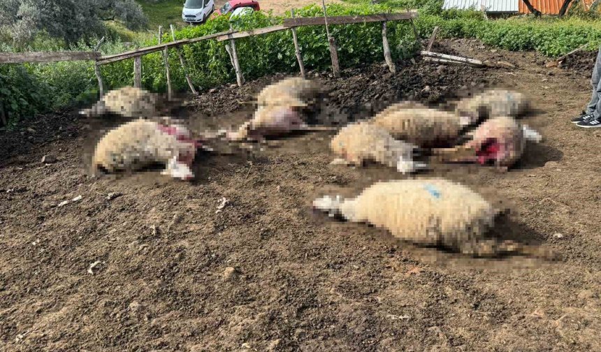 Çine'de kurtlar 20 hayvanı telef etti