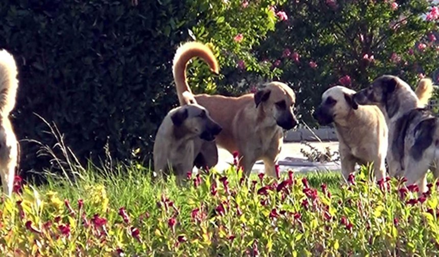 Bosch’un ‘köpek annesi’ reklamı yayından kaldırıldı