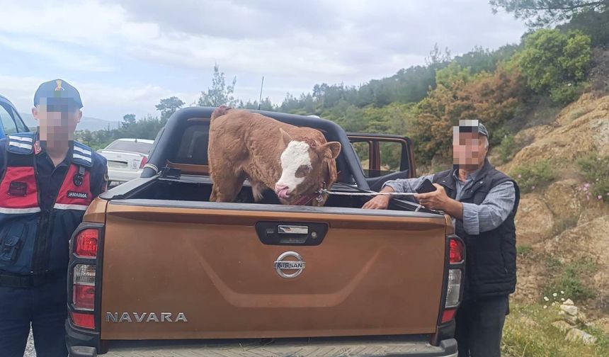 Kurban Bayramı öncesi çalınan büyükbaş hayvan bulundu