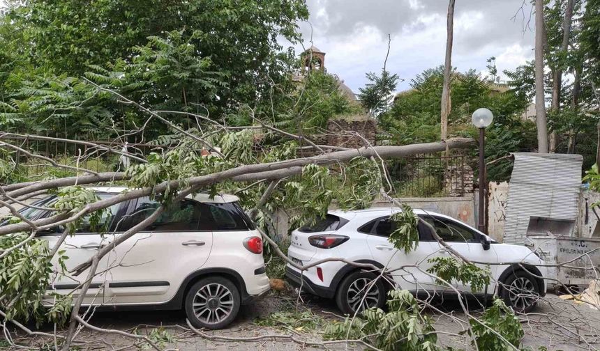 Efeler'de rüzgarda devrilen ağaç park halindeki araçlara zarar verdi