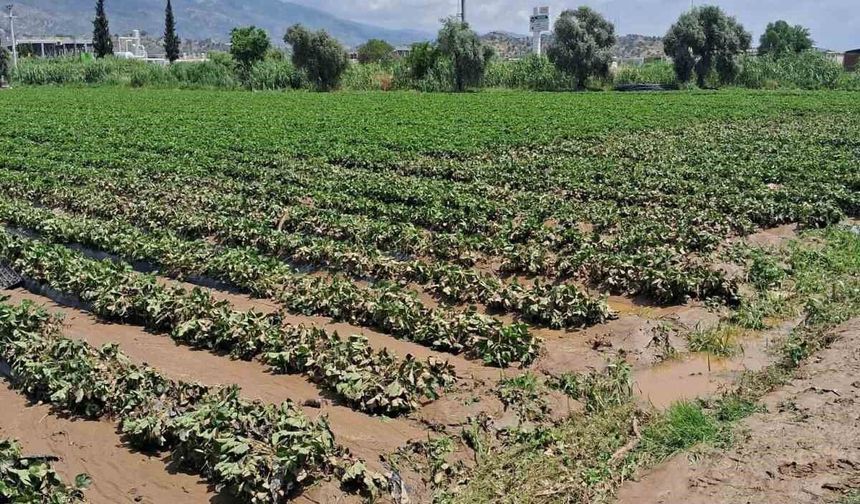 Köşk'te sel sonrası arazilerde hasar tespiti başlatıldı