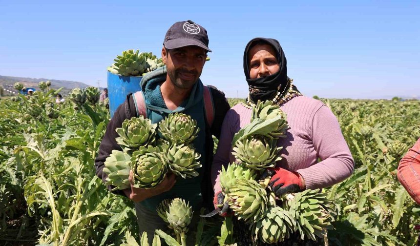 'Yeşil elmas' Aydın'da üretiliyor, yurdun dört bir yanına gönderiliyor