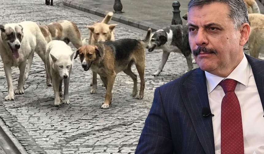 Bakan Çiftçi, sokak hayvanları sorununun tamamen çözümü için tarihi verdi