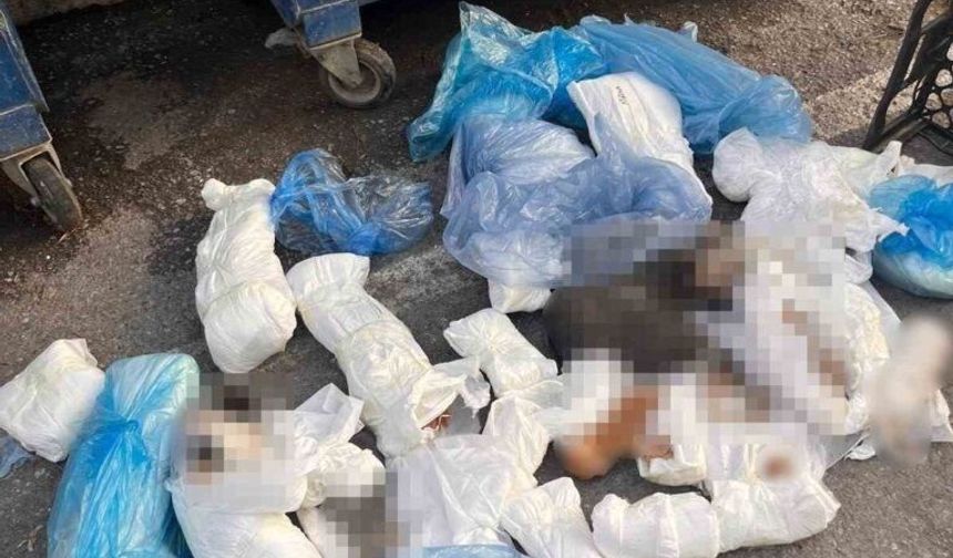 Başsavcılık itiraz etmişti, 33 kediyi öldüren veteriner tutuklandı