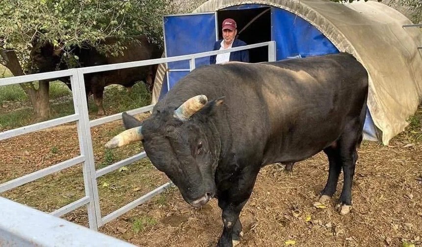 İncirliova’da kendi yetiştirdiği boğa sonu oldu