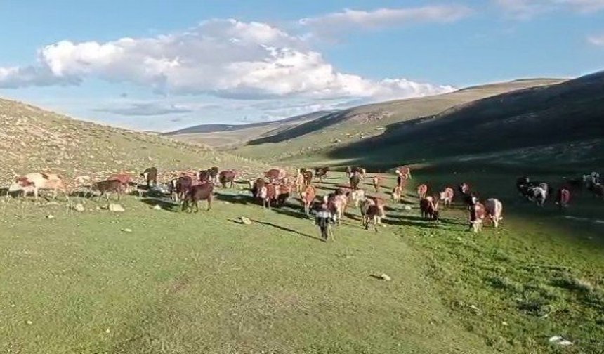 Kurban satışlarında sosyal medya tuzağı