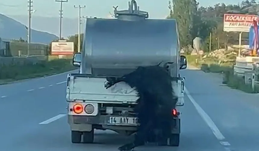 Kurbanlığı araçtan sarkıtıp kilometrelerce sürükledi
