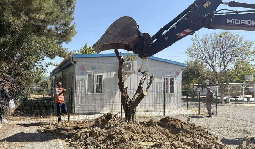 Kuşadası’nda 410 ağaç kesilmekten kurtarıldı