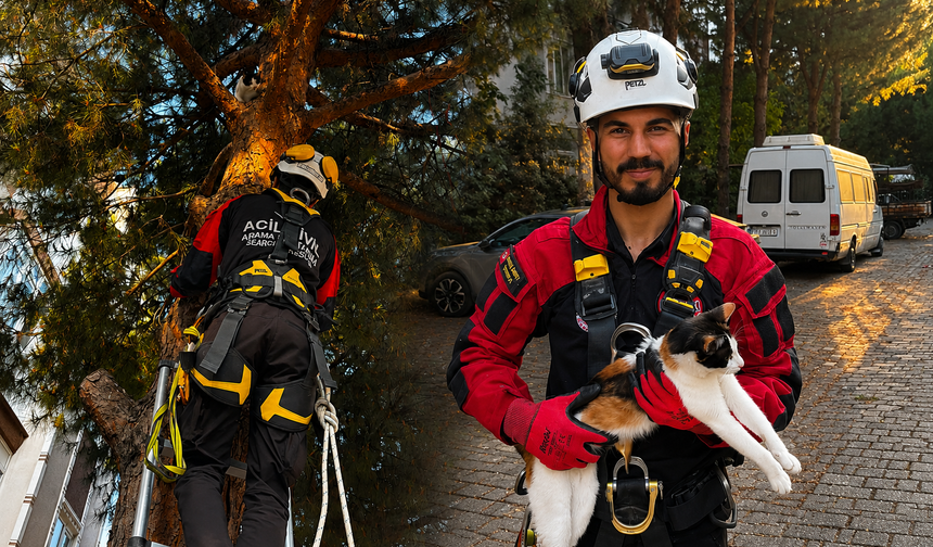 Üç gündür ağaçta mahsur kalan kedi kurtarıldı