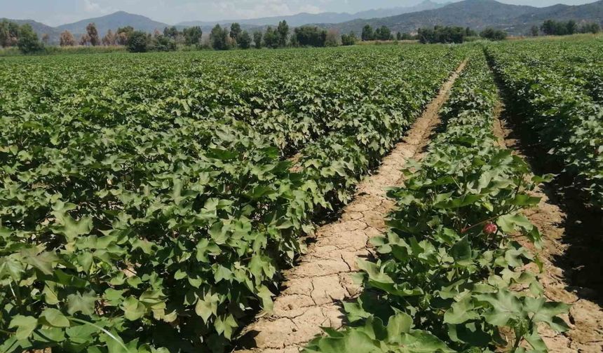 Aydın'da pamukta zararlı uyarısı