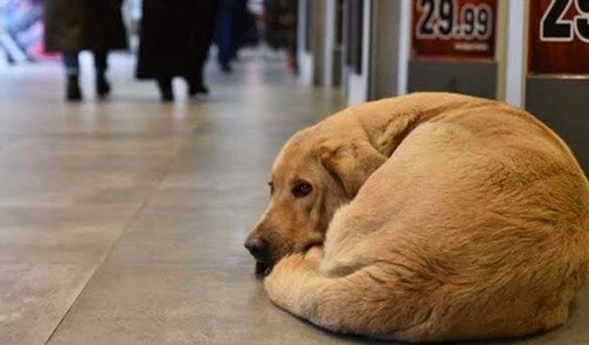 İçişleri Bakanlığından 3 başkana 'sokak hayvanları' soruşturması