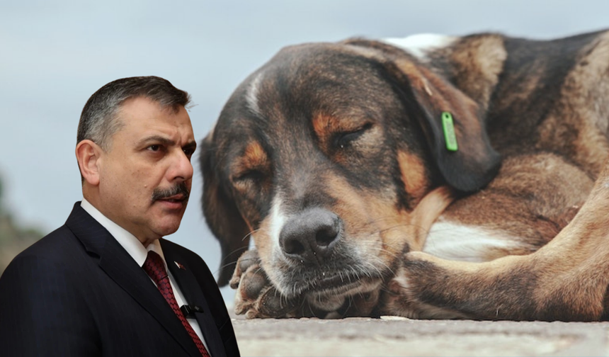Bakan Çiftçi: Yıl başına kadar sokak köpeklerinin hepsini toplatacağım