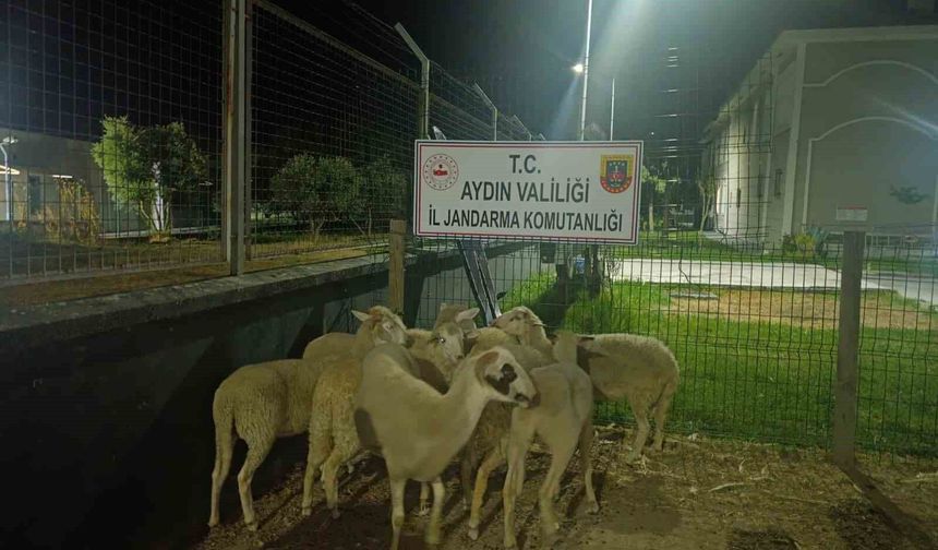 Koçarlı’da 15 koyun evin bahçesinden çalındı