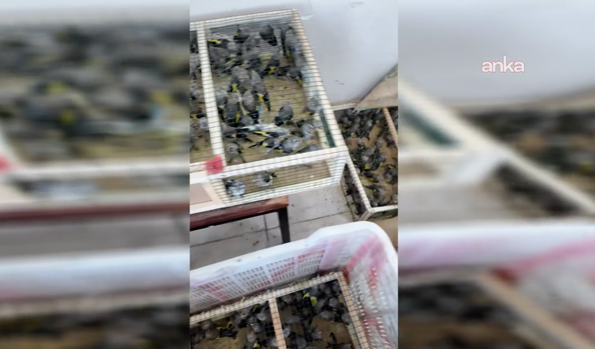 Yasa dışı çıkarılmak istenen 350 saka kuşuna el konuldu